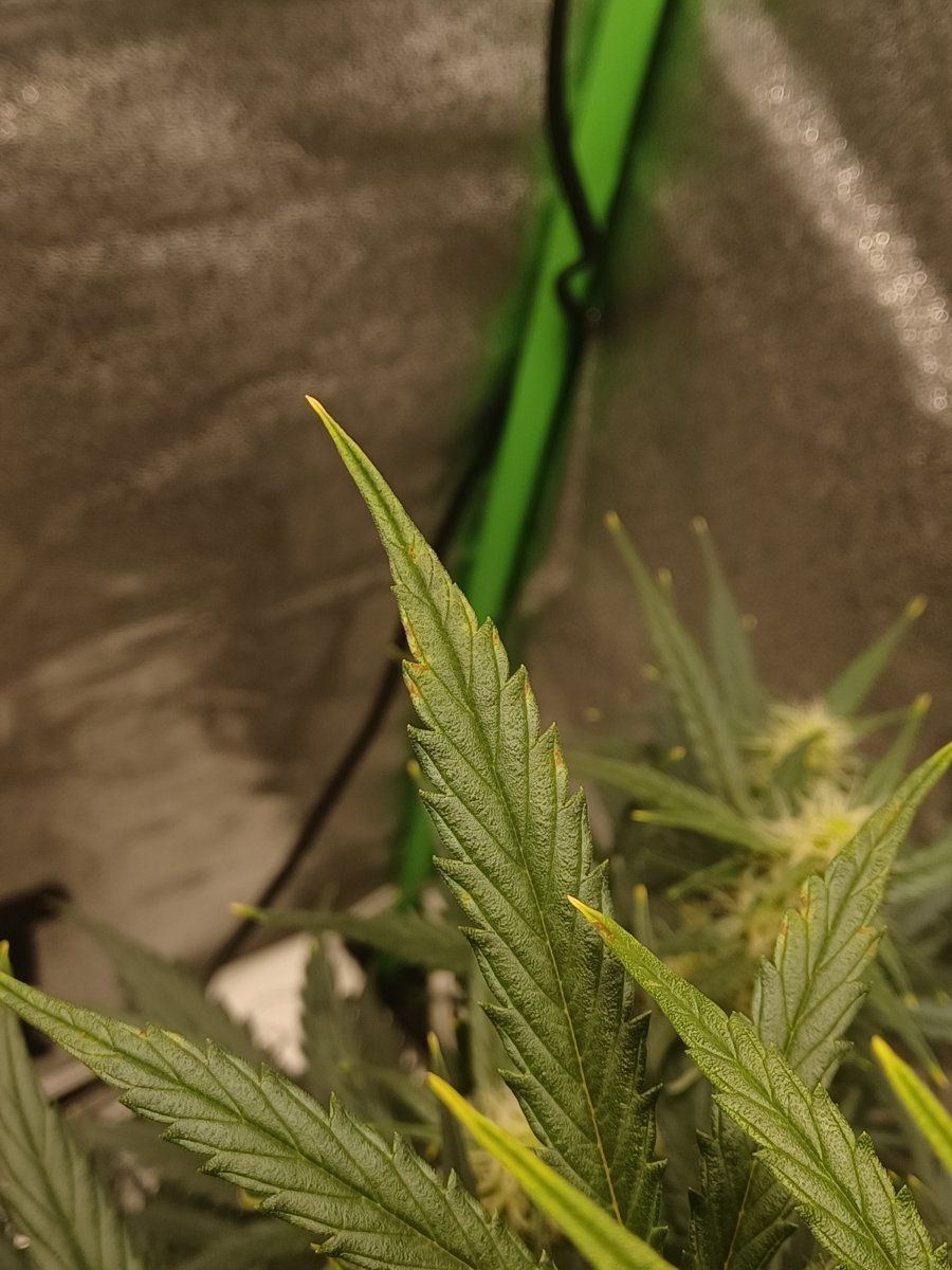 Whats wrong with this plant 3