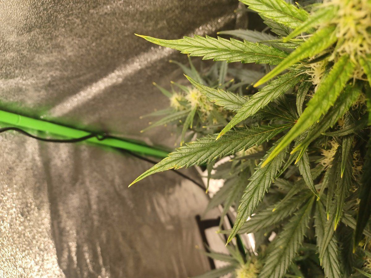 Whats wrong with this plant 4