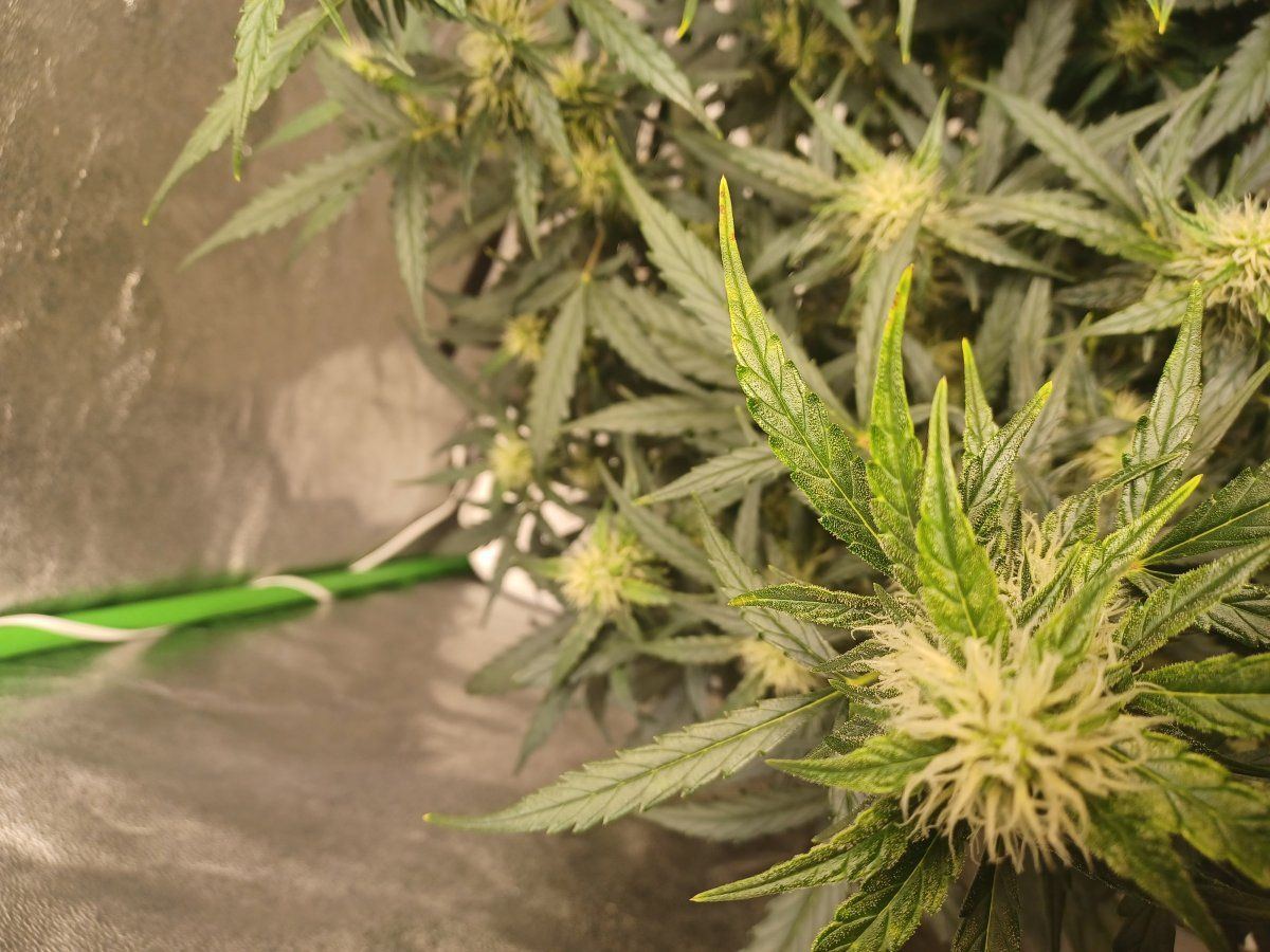 Whats wrong with this plant 5
