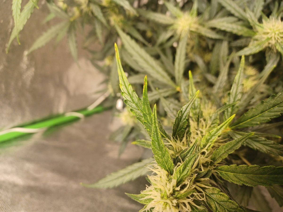 Whats wrong with this plant 6