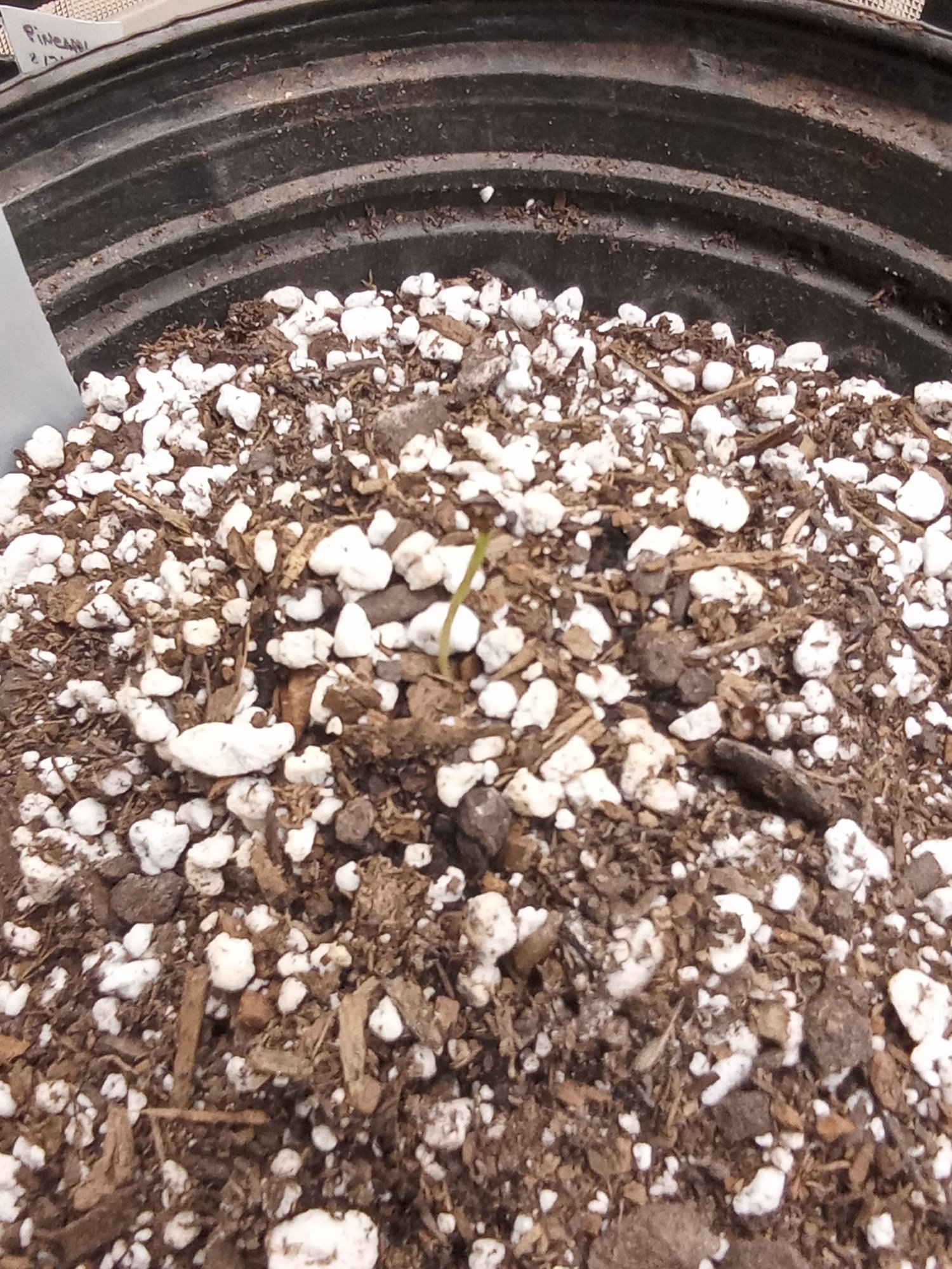 Whats wrong with this seedling 2