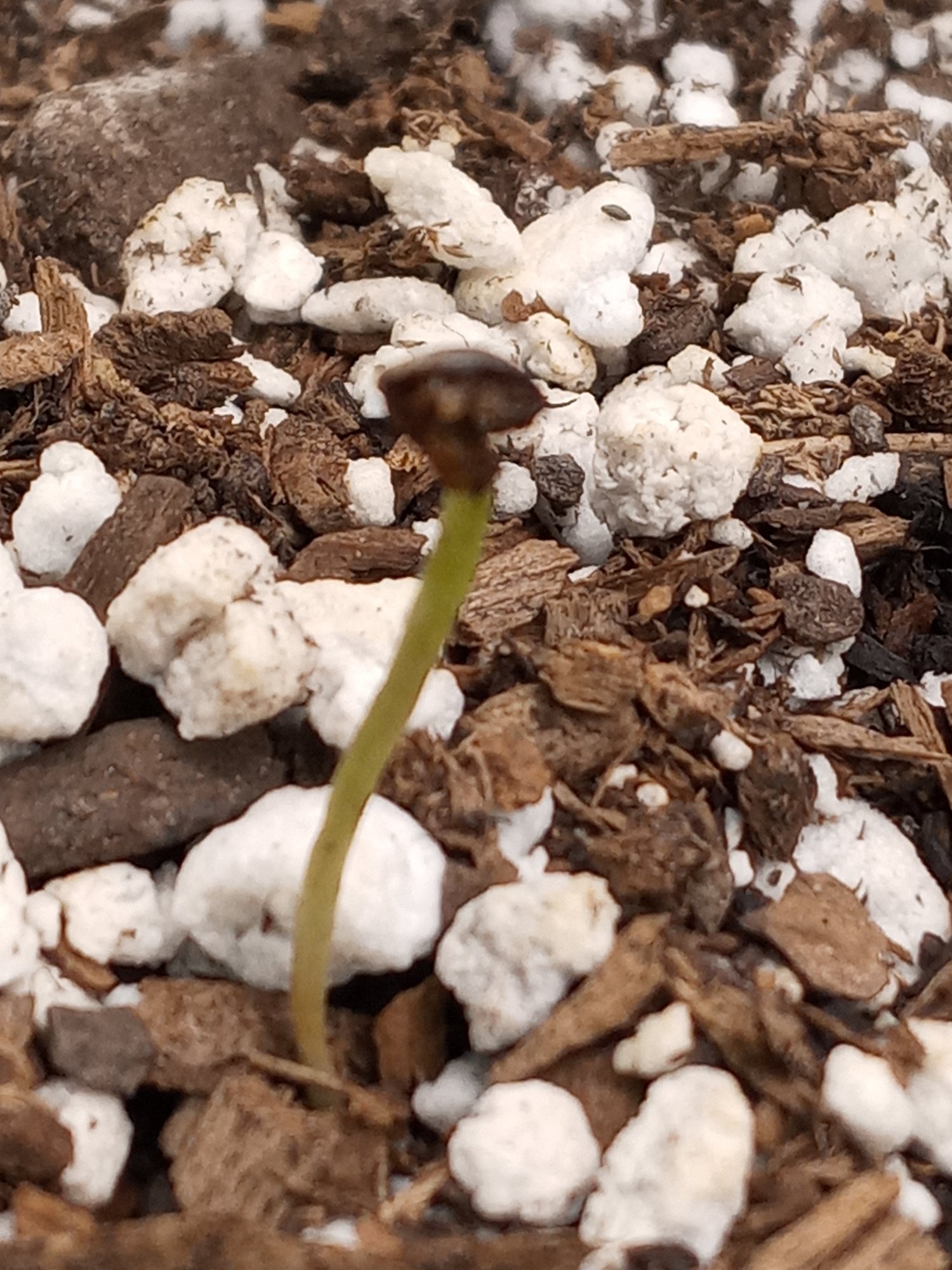 Whats wrong with this seedling 3