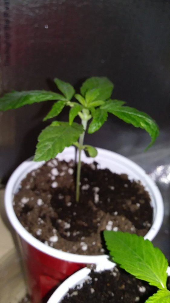 Whats wrong with this seedling