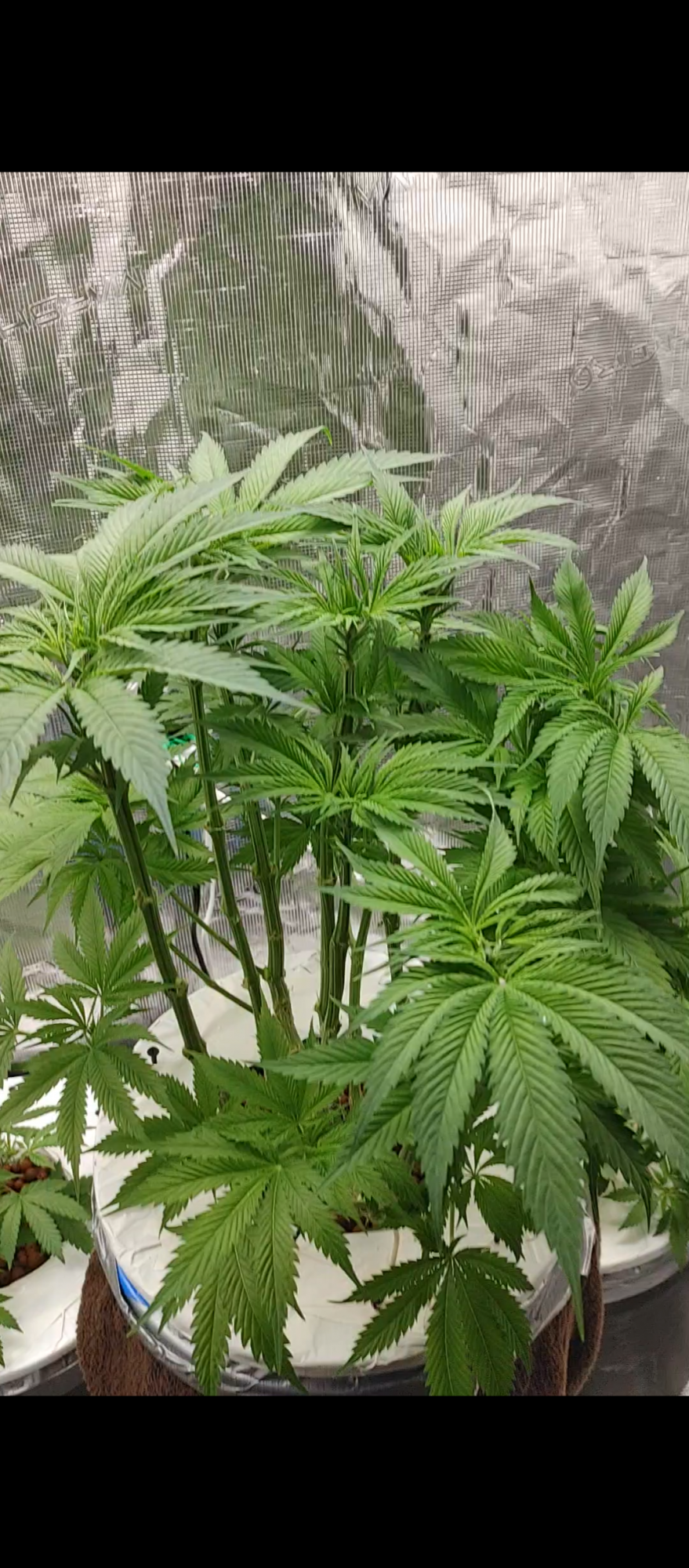 Whats your thoughts on my grow 3