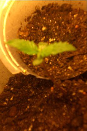 Whatz up farmerz first newbee growbox with first grow plz comment