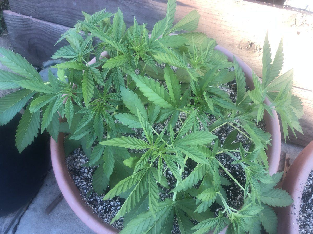 When is it seasonally too late to top a marijuana plant 2