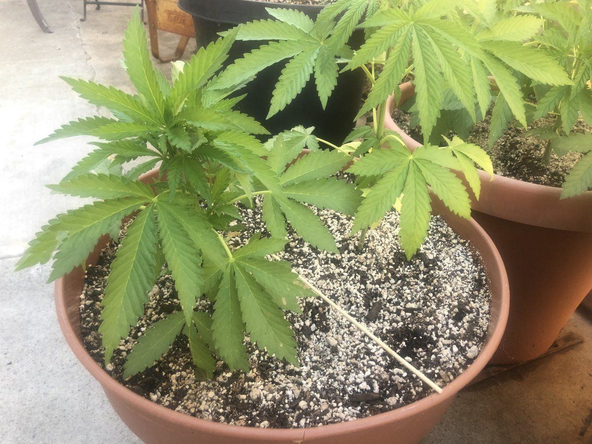 When is it seasonally too late to top a marijuana plant