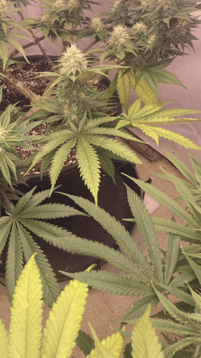When is leaf yellowing natural 3