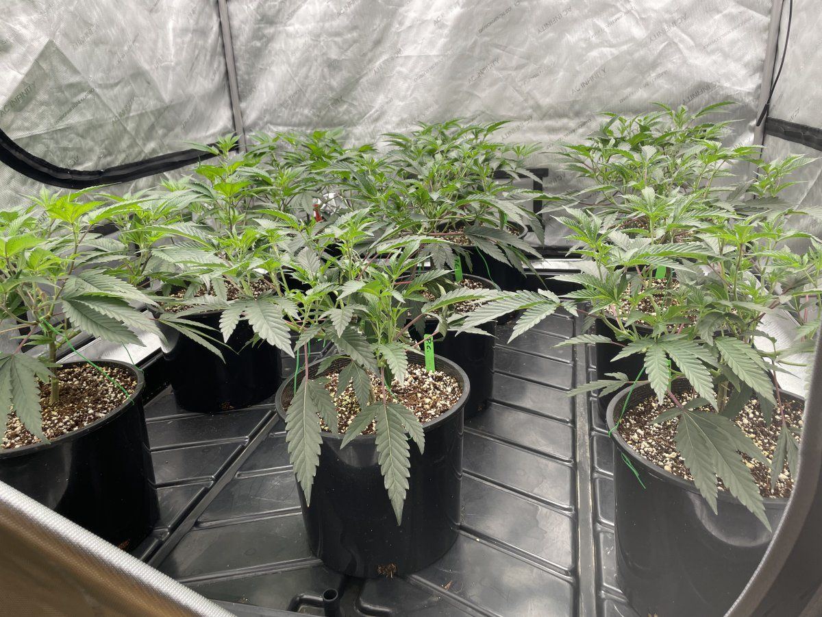 When should i be defoliating and lolipopping my plants