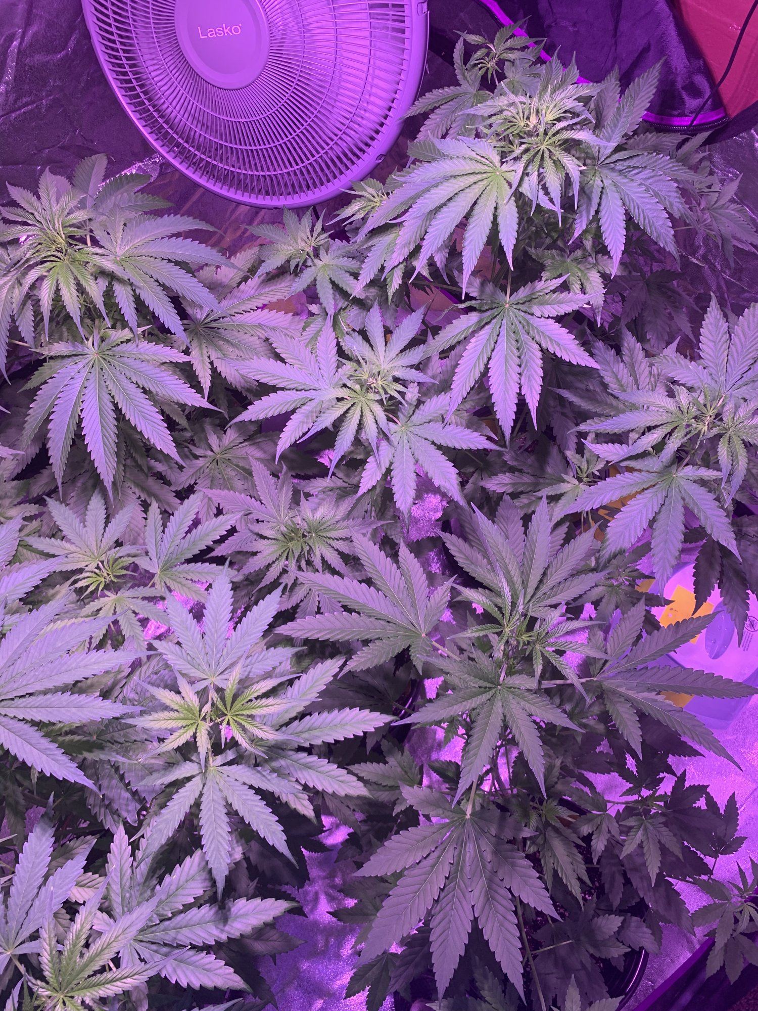 When should i flip these plants 2