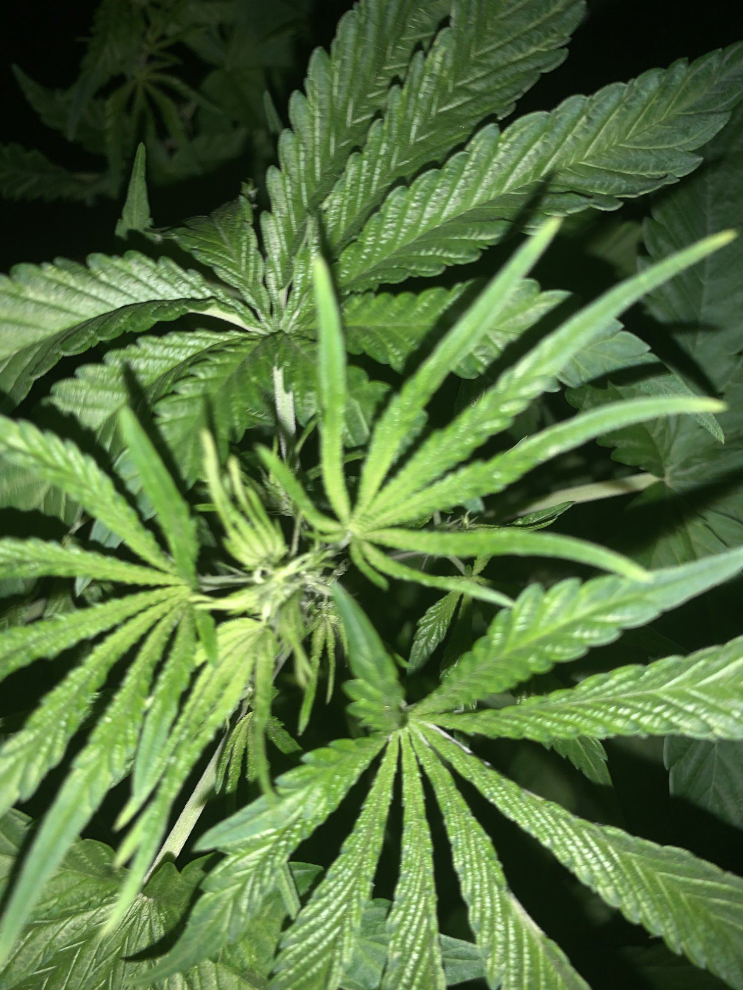 When should i flip these plants 3