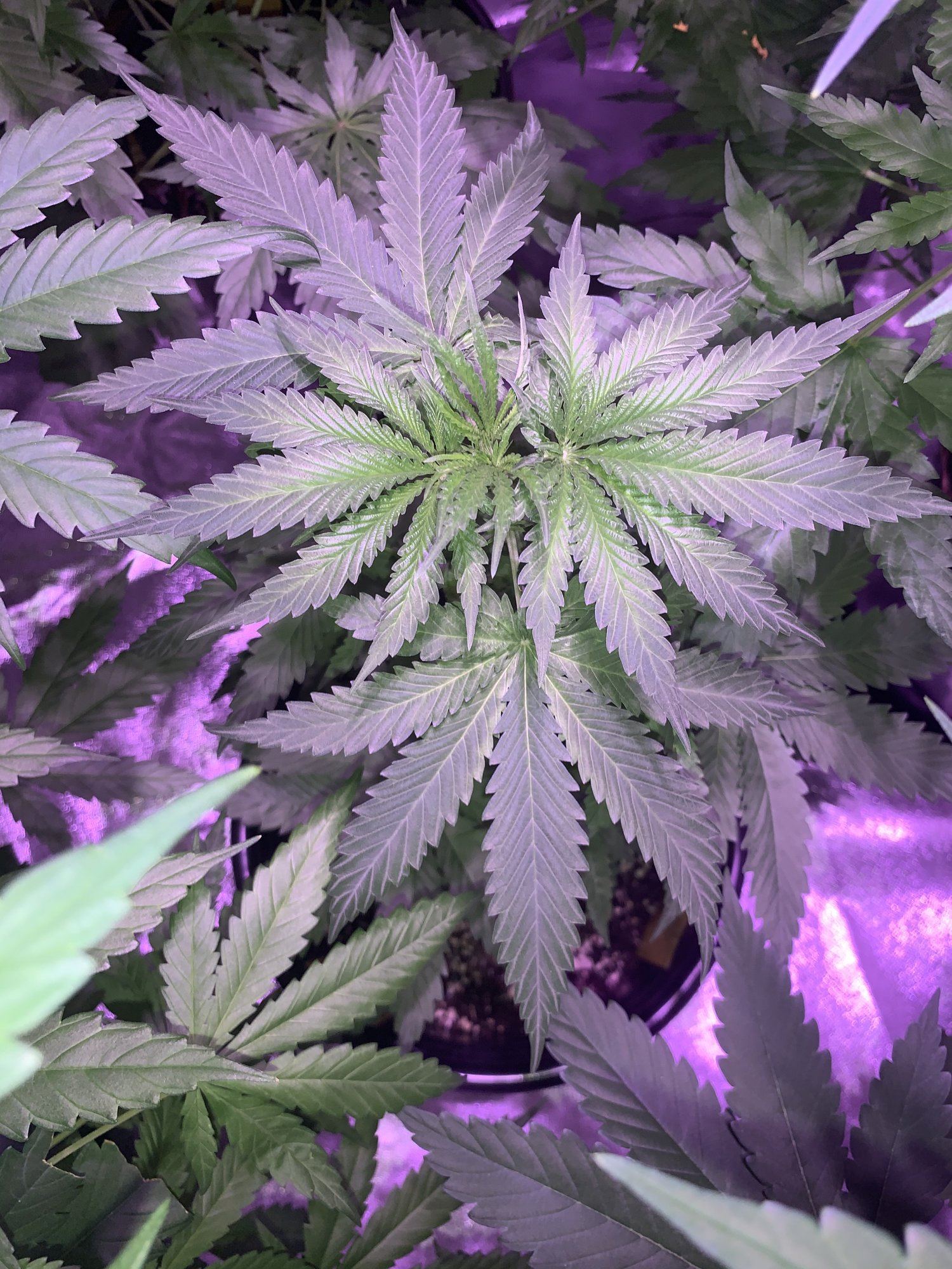 When should i flip these plants 4