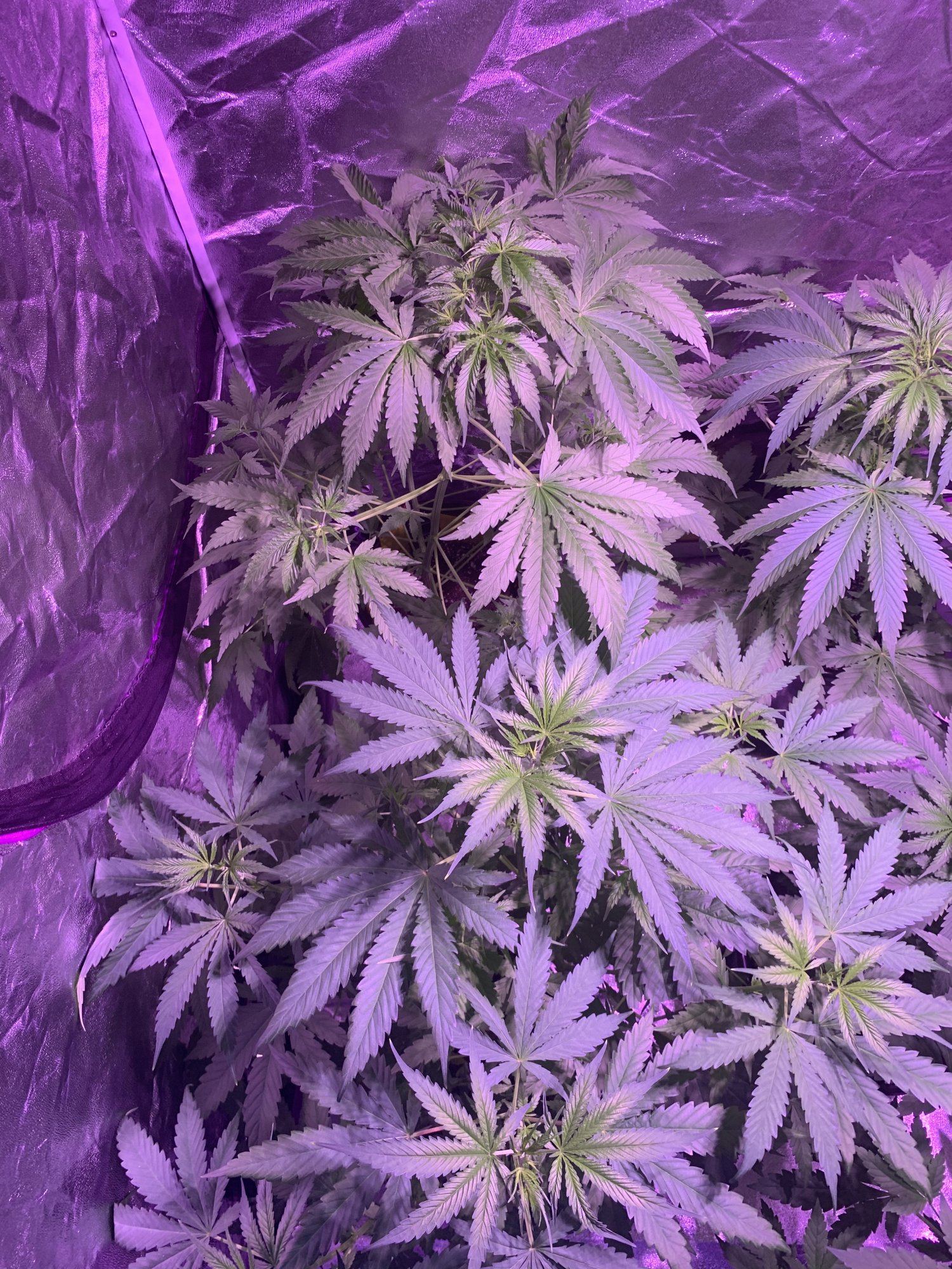 When should i flip these plants