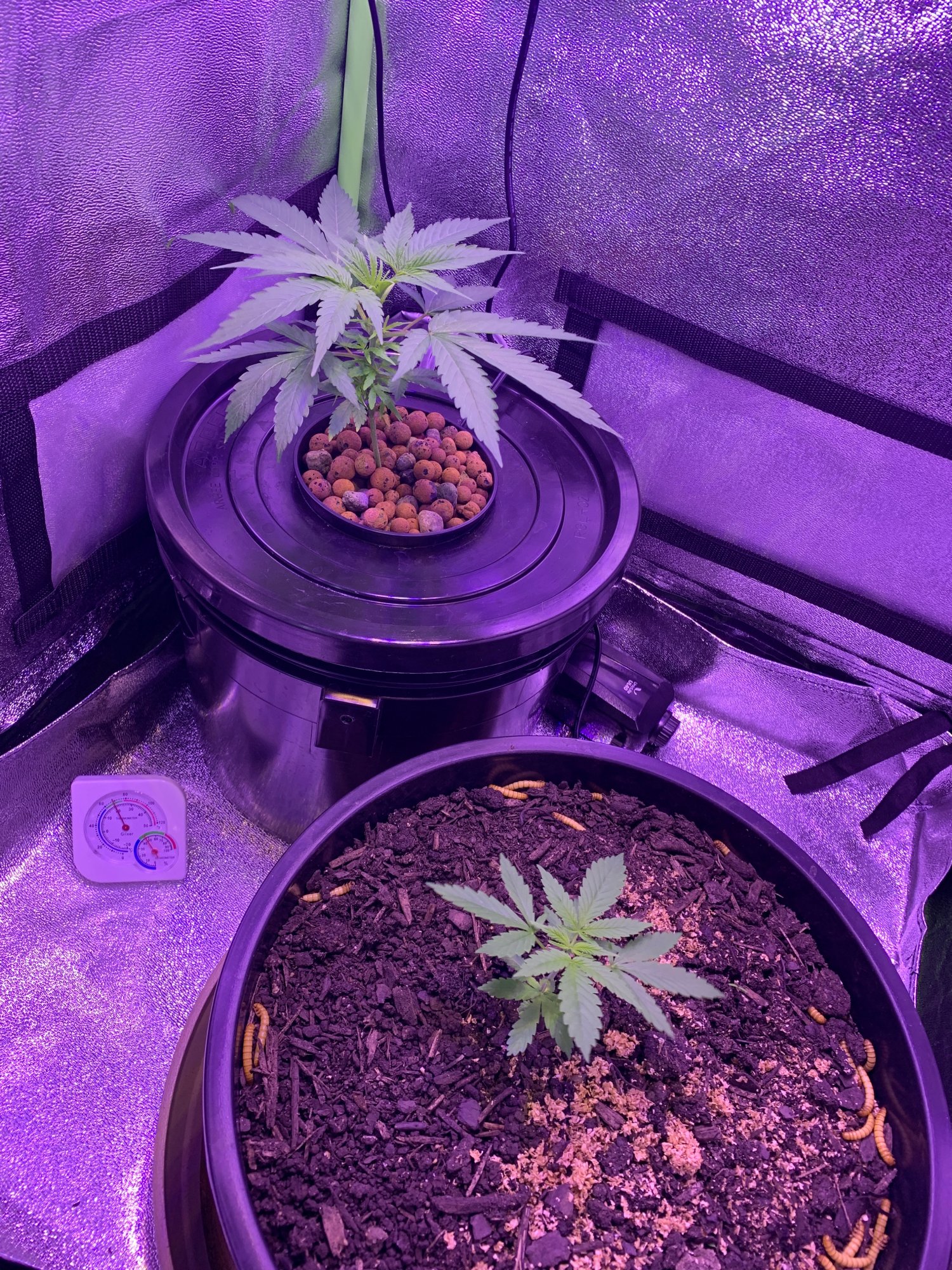 When should i flip to flowering stage