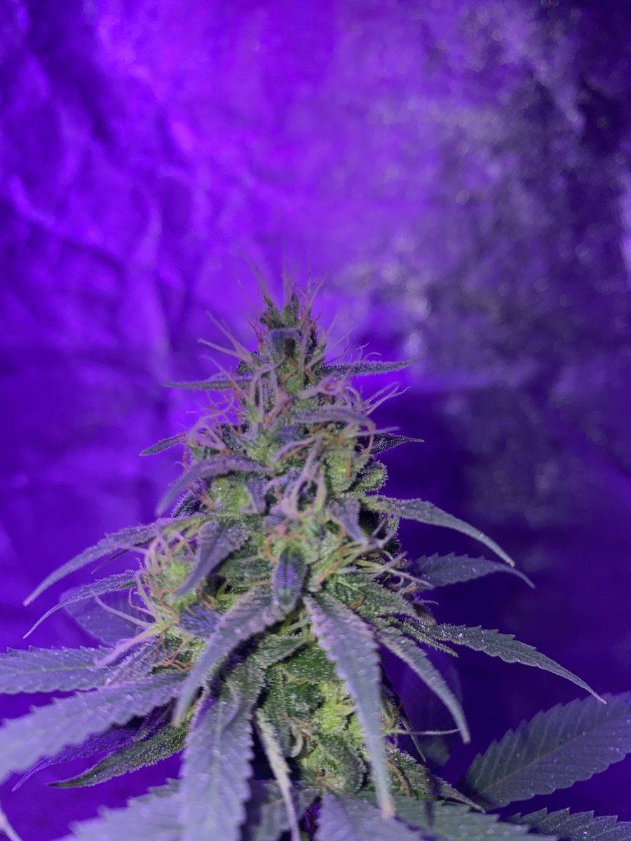 When should i harvest and will harvesting early be bad or is it okay 3