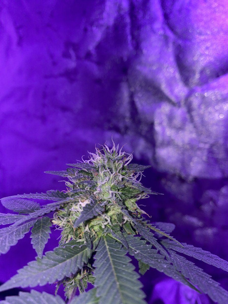 When should i harvest and will harvesting early be bad or is it okay 6