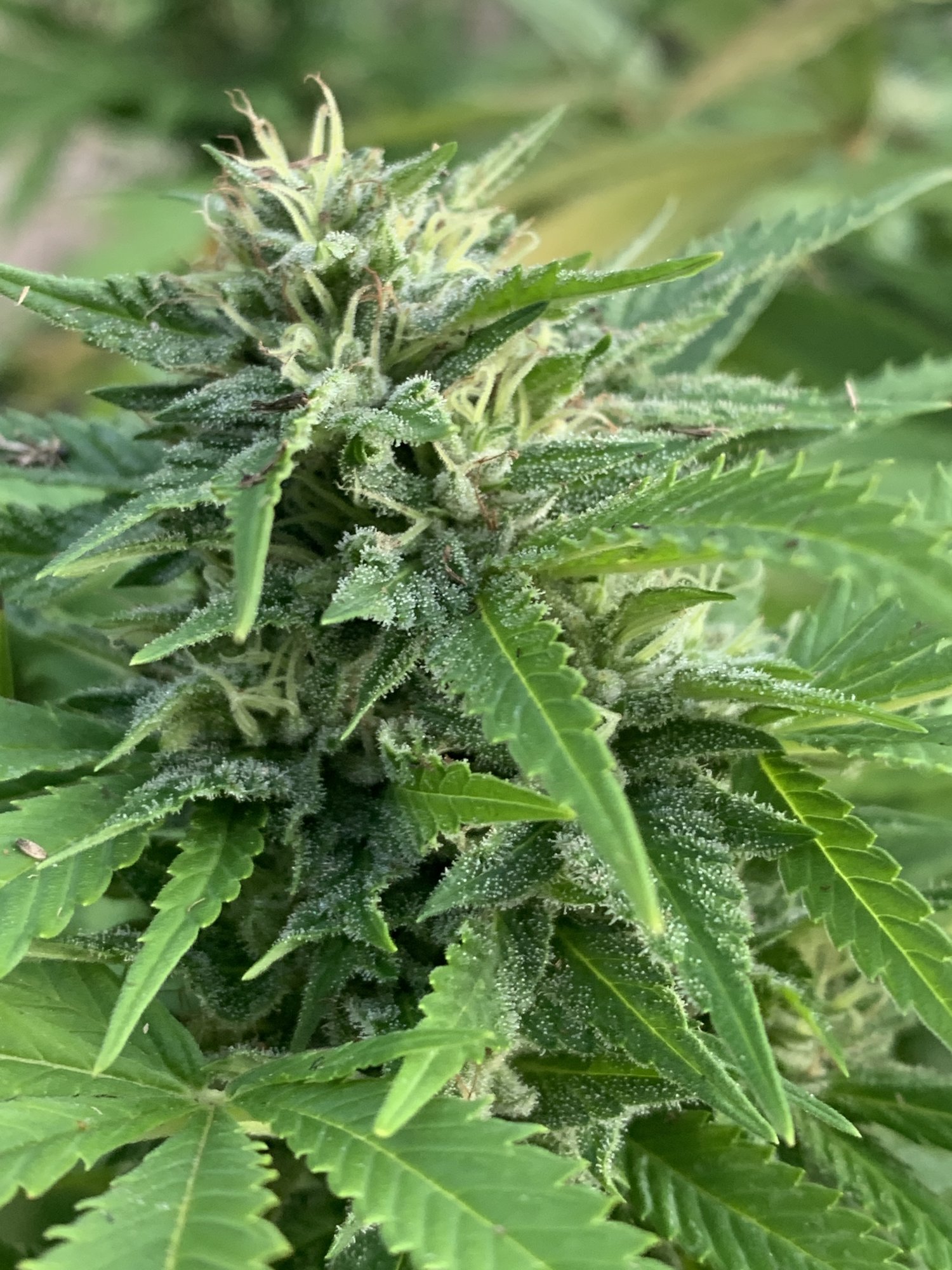 When should i harvest these 3