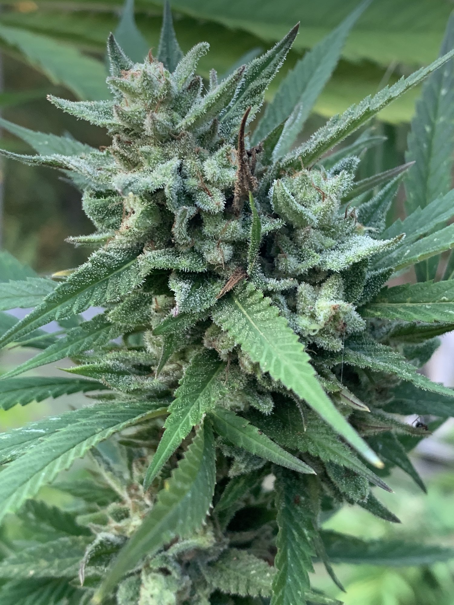 When should i harvest these 4