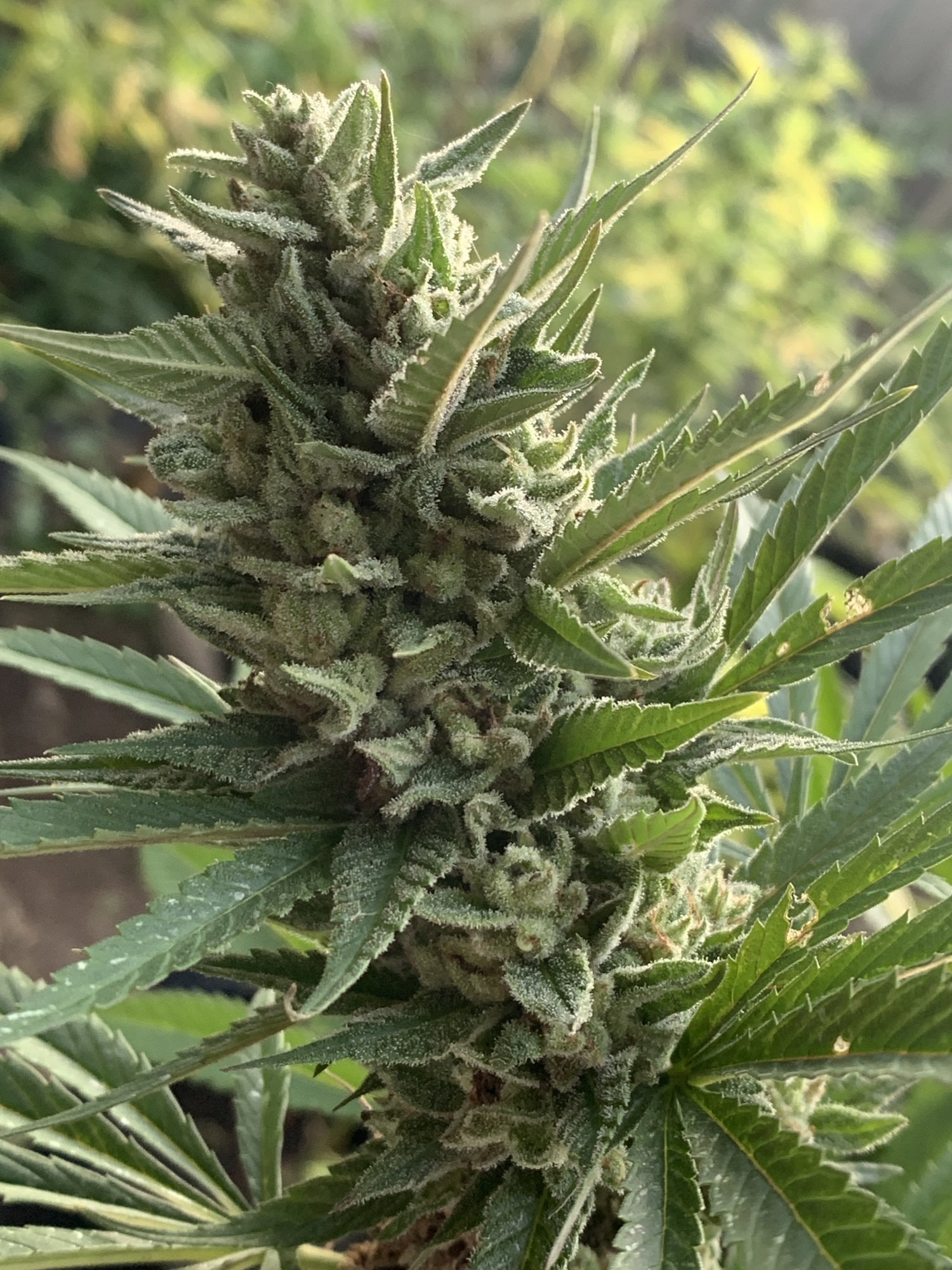 When should i harvest these 5