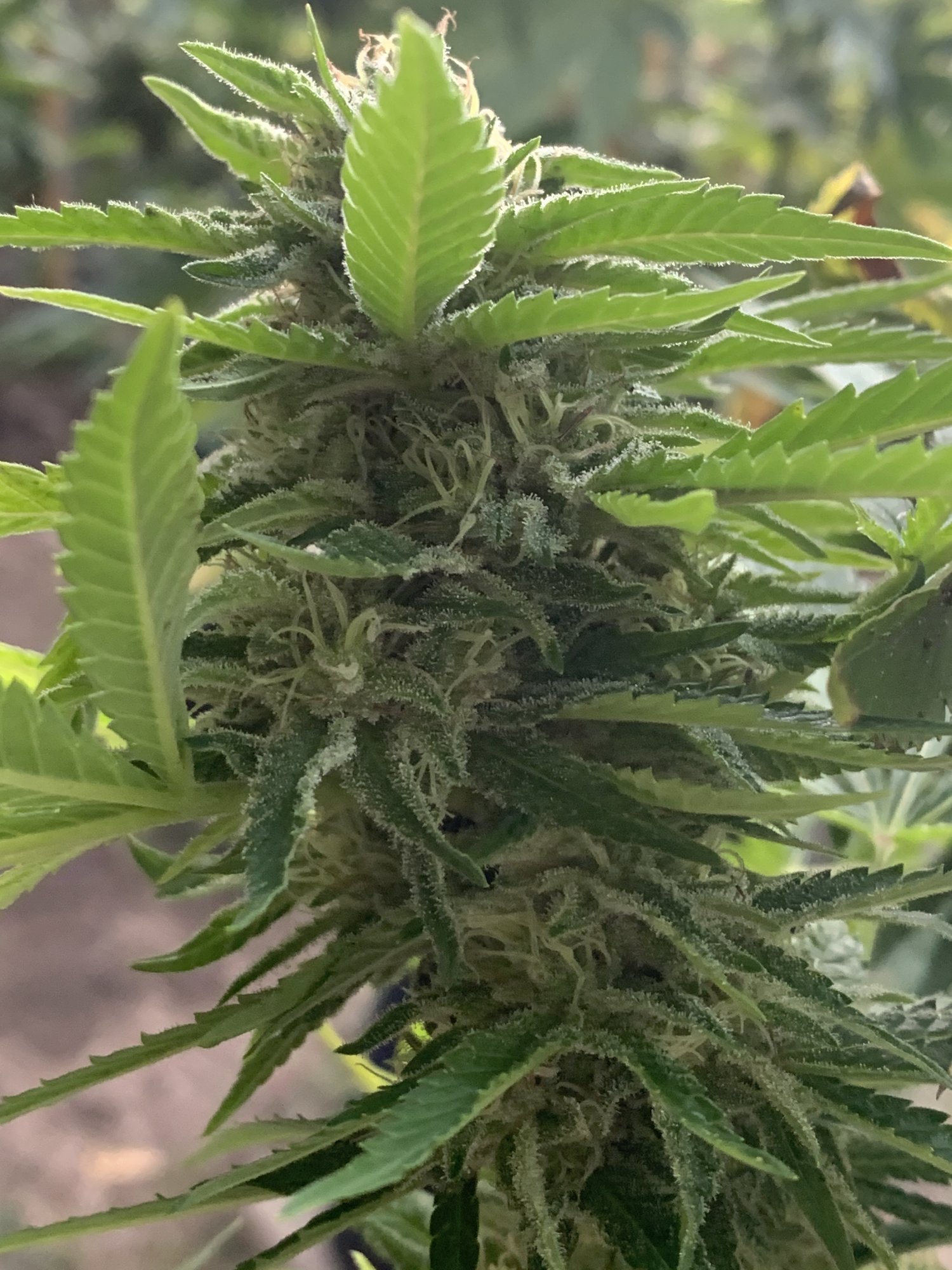 When should i harvest these 6