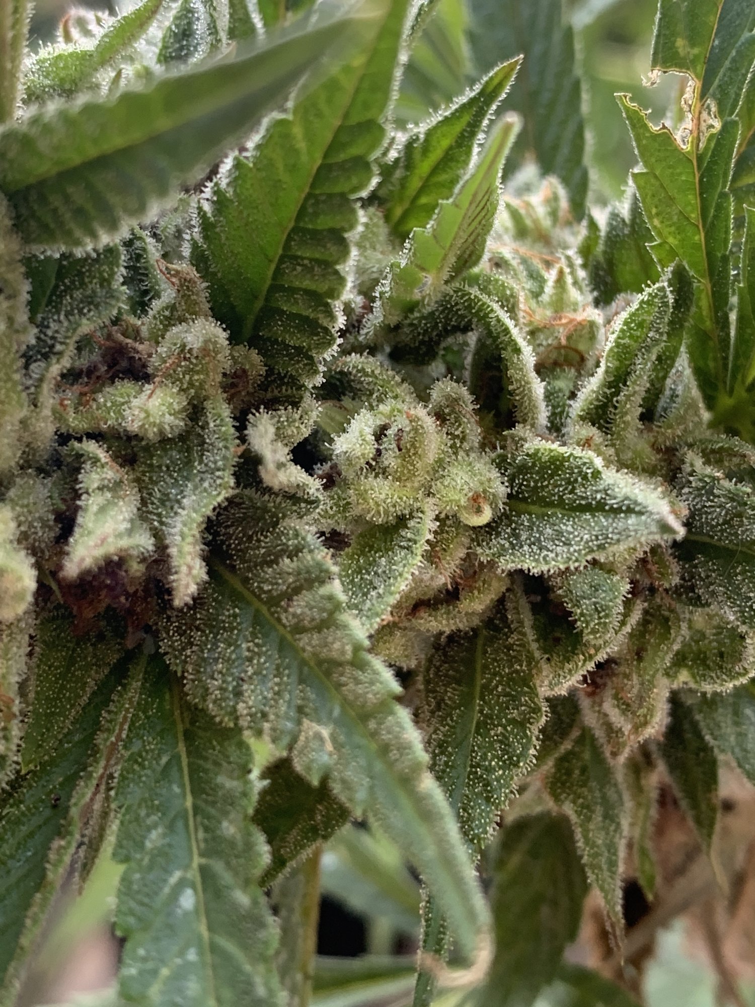 When should i harvest these