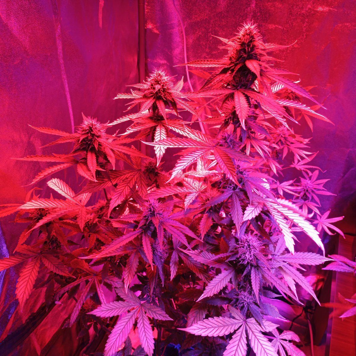When should i harvest these plants 2