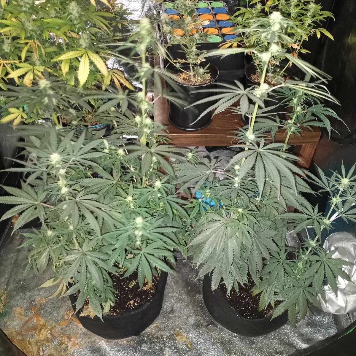 When should i harvest these plants 3