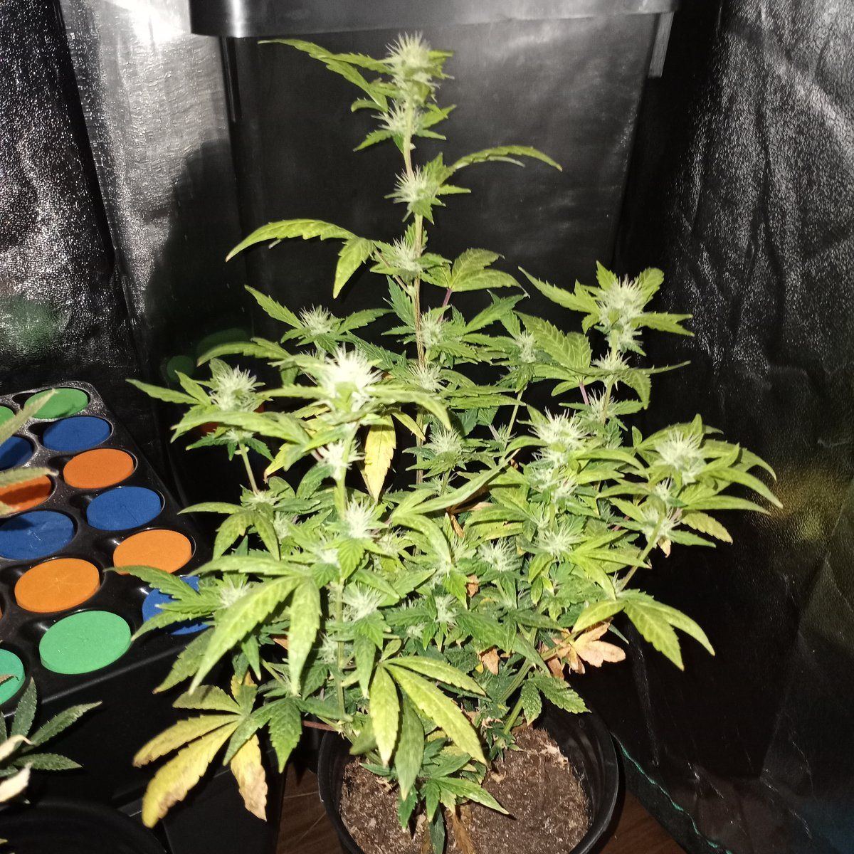 When should i harvest these plants 5