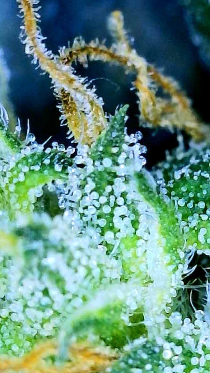 When should i start flush for cloudy trichomes 2