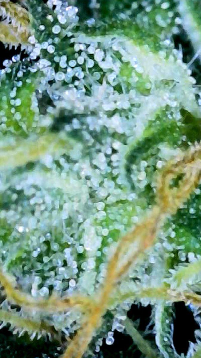 When should i start flush for cloudy trichomes 3