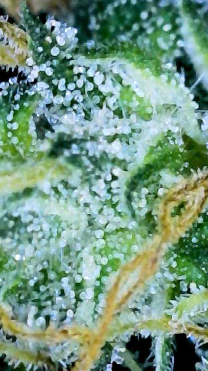 When should i start flush for cloudy trichomes