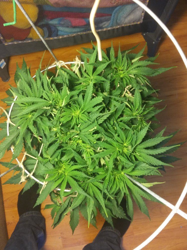 When should i stop training plant under scrog screen 3