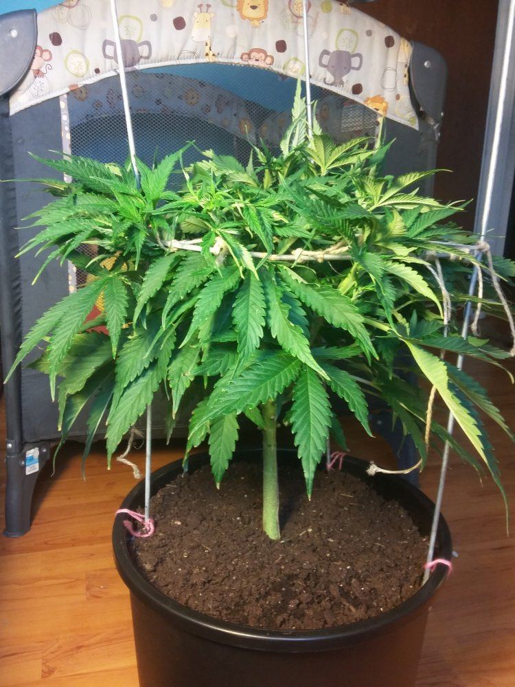 When should i stop training plant under scrog screen 6
