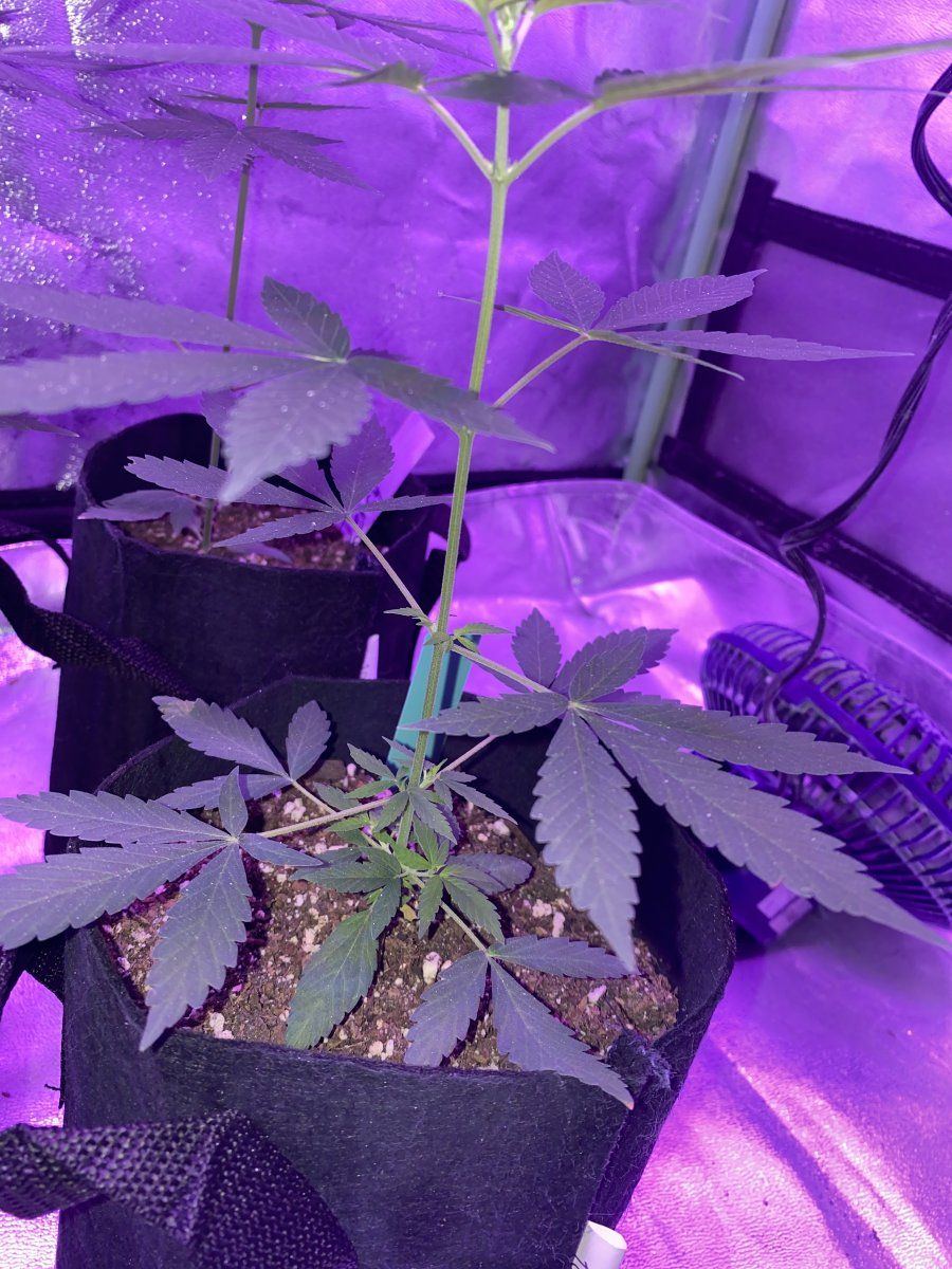 When should i switch to flowering 3