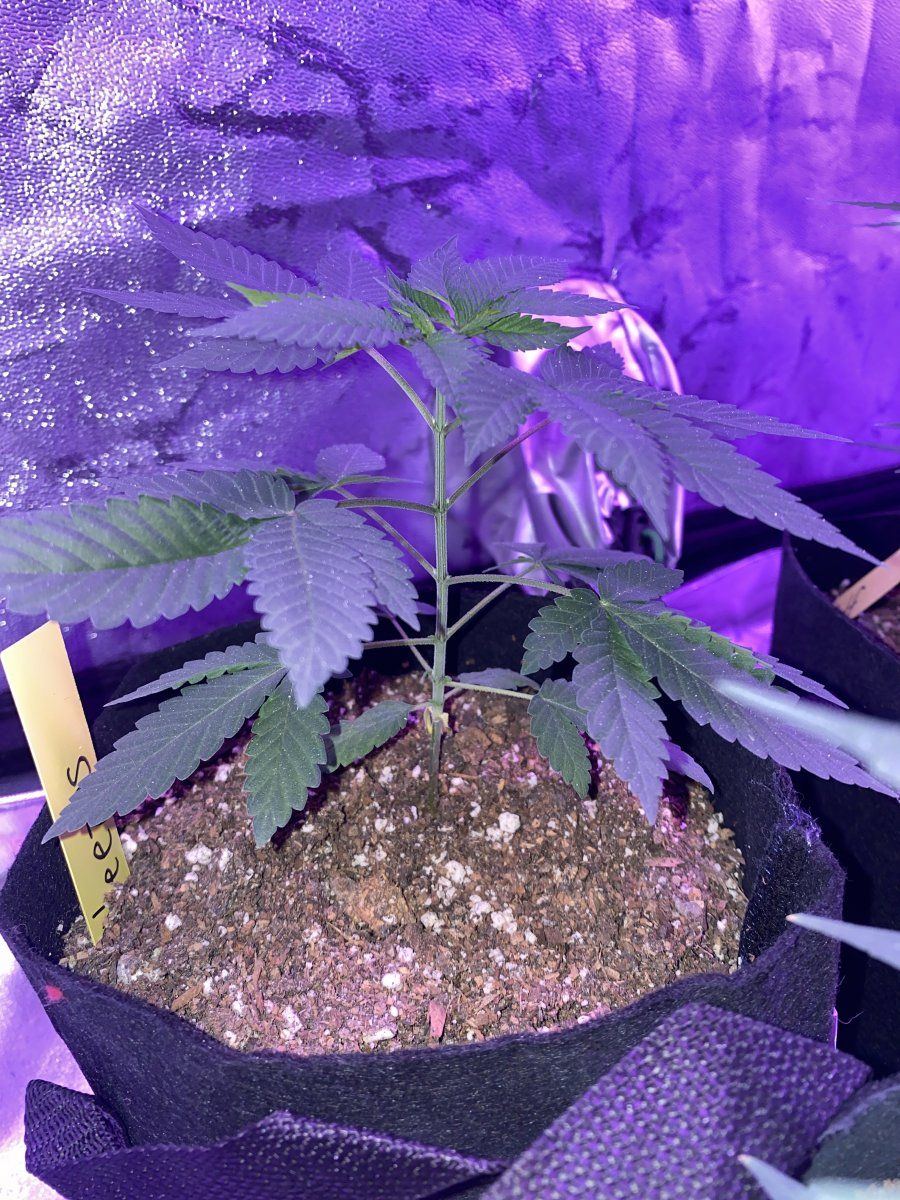 When should i switch to flowering 7