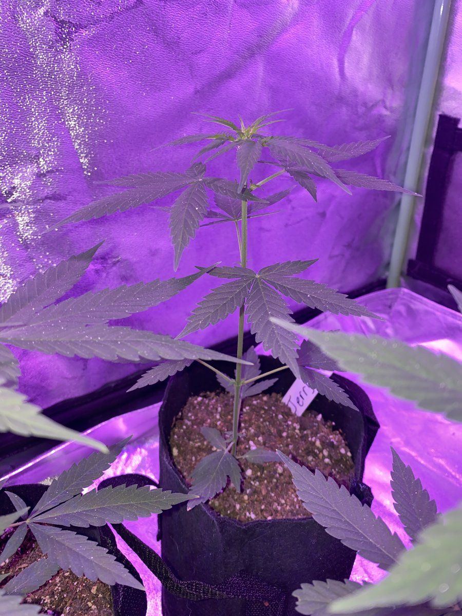When should i switch to flowering 8