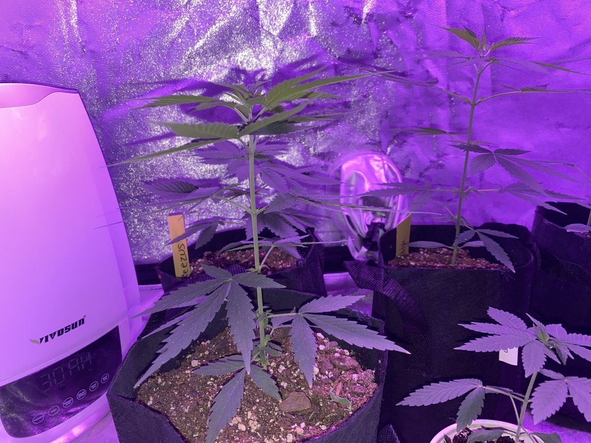 When should i switch to flowering