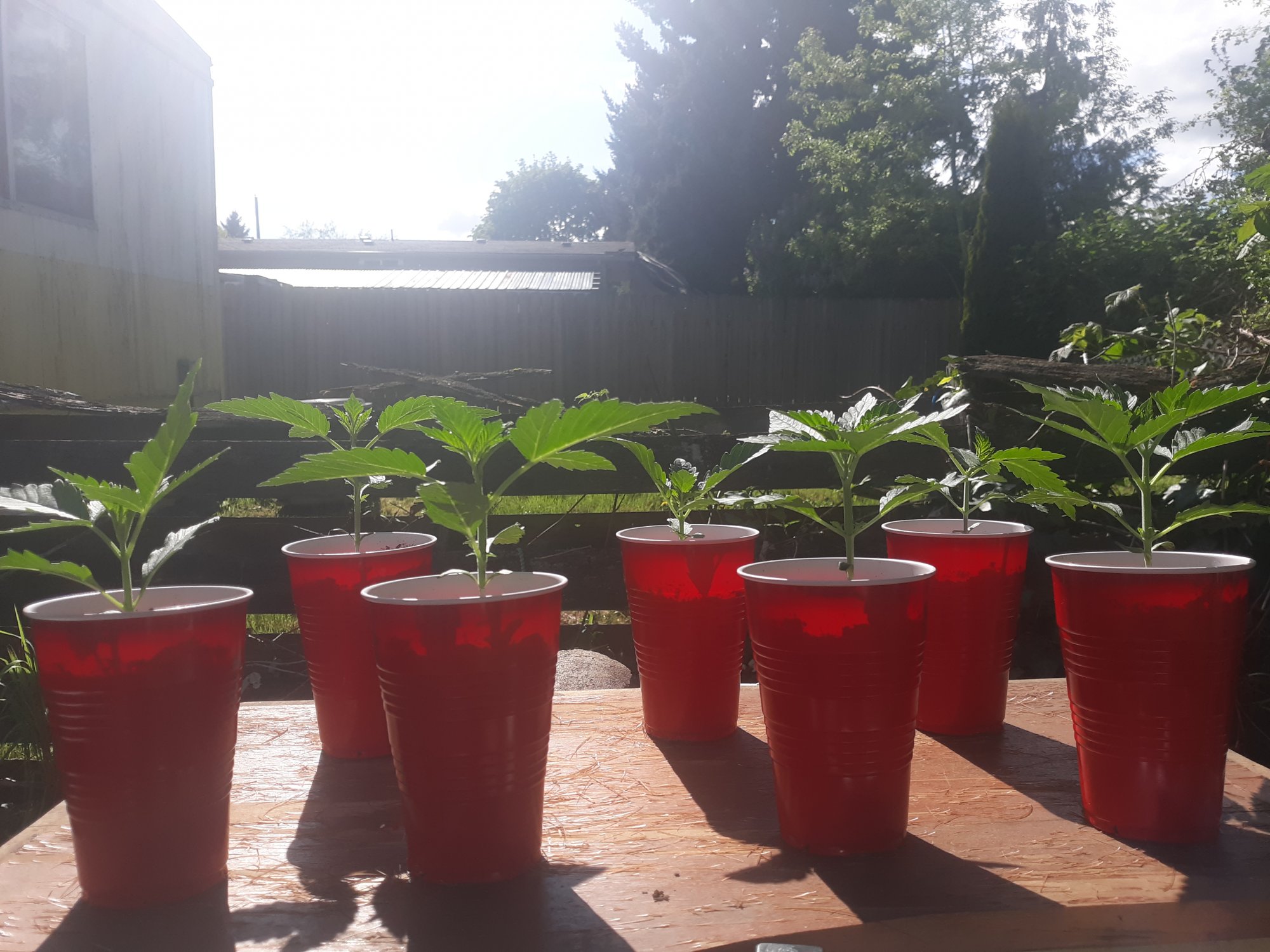 When should i transplant  and start trainingtopping 2