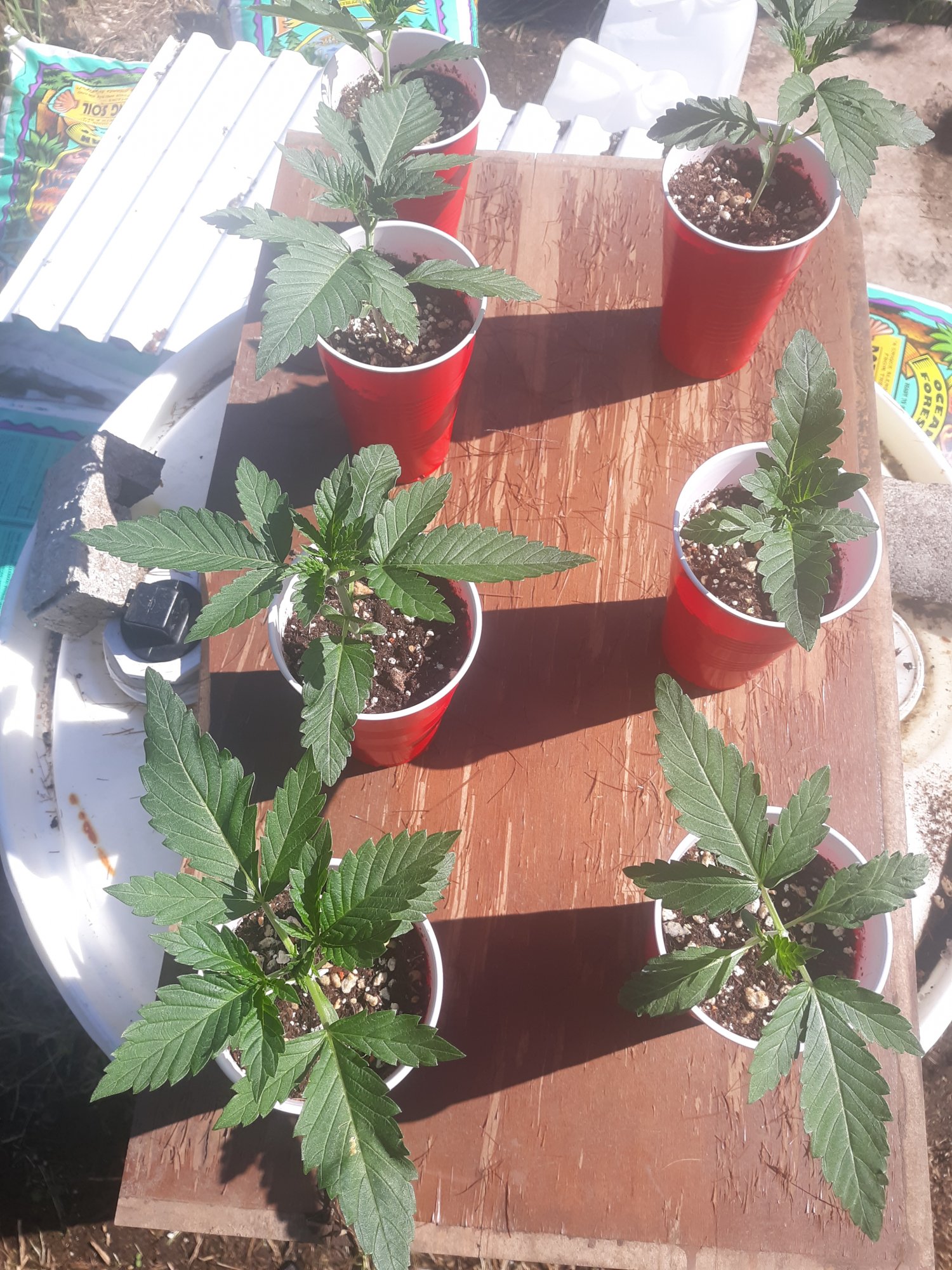 When should i transplant  and start trainingtopping