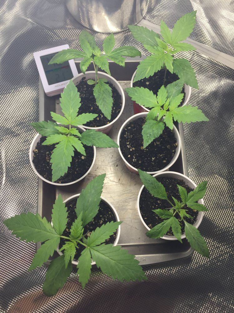 When should i transplant   solo cups to pots 2