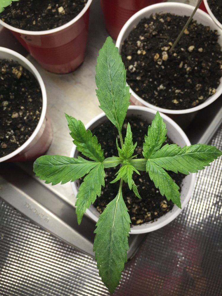 When should i transplant   solo cups to pots 5