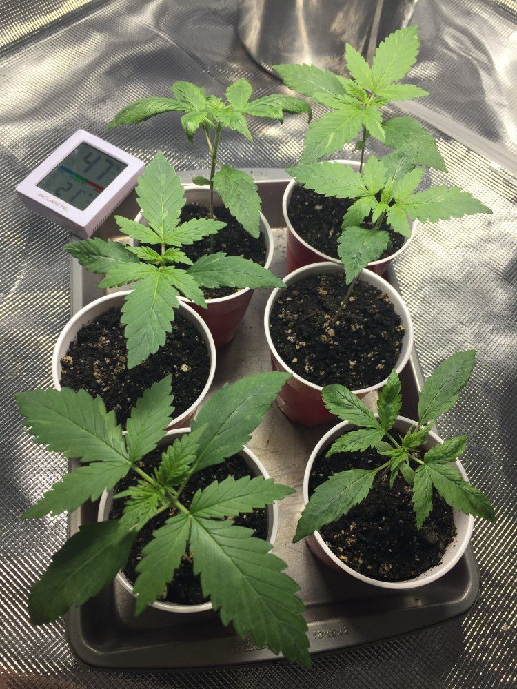 When should i transplant   solo cups to pots 6