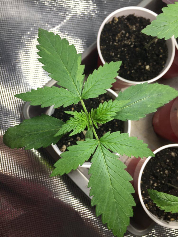 When should i transplant   solo cups to pots