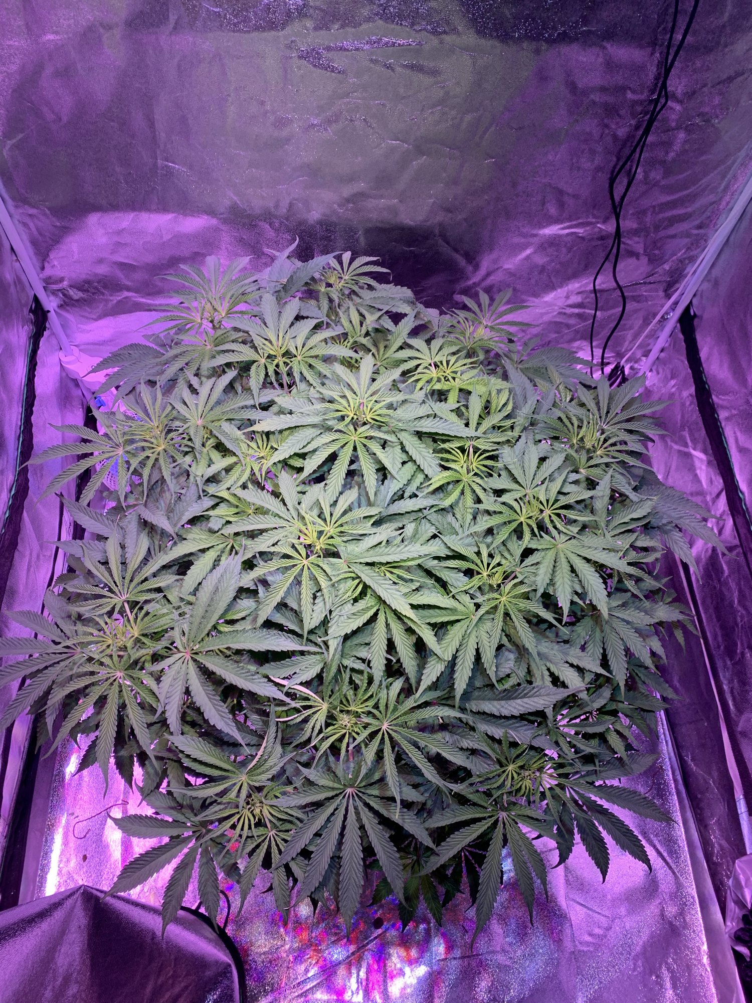 When to drop humidity for flower first grow 2