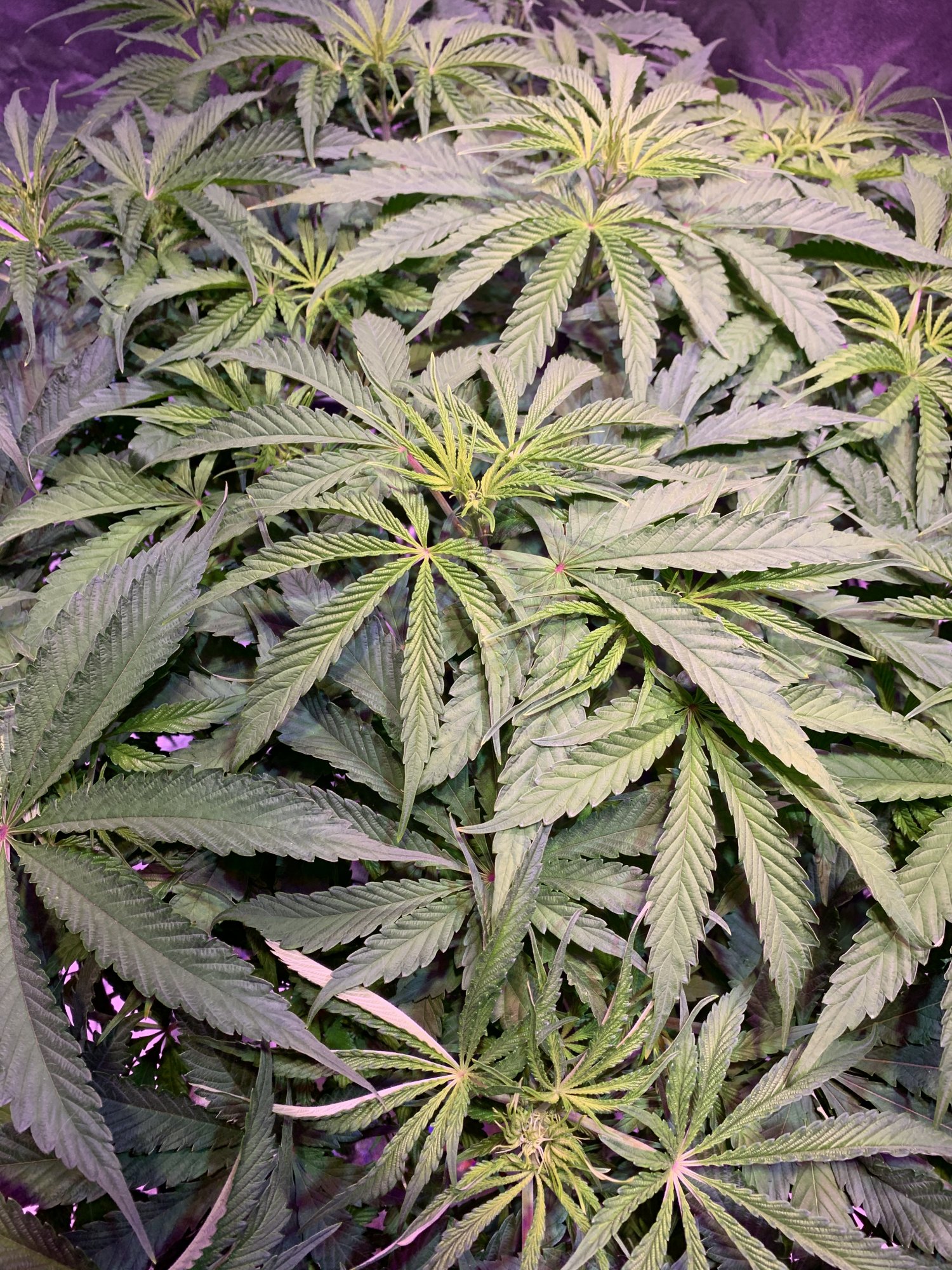 When to drop humidity for flower first grow 3