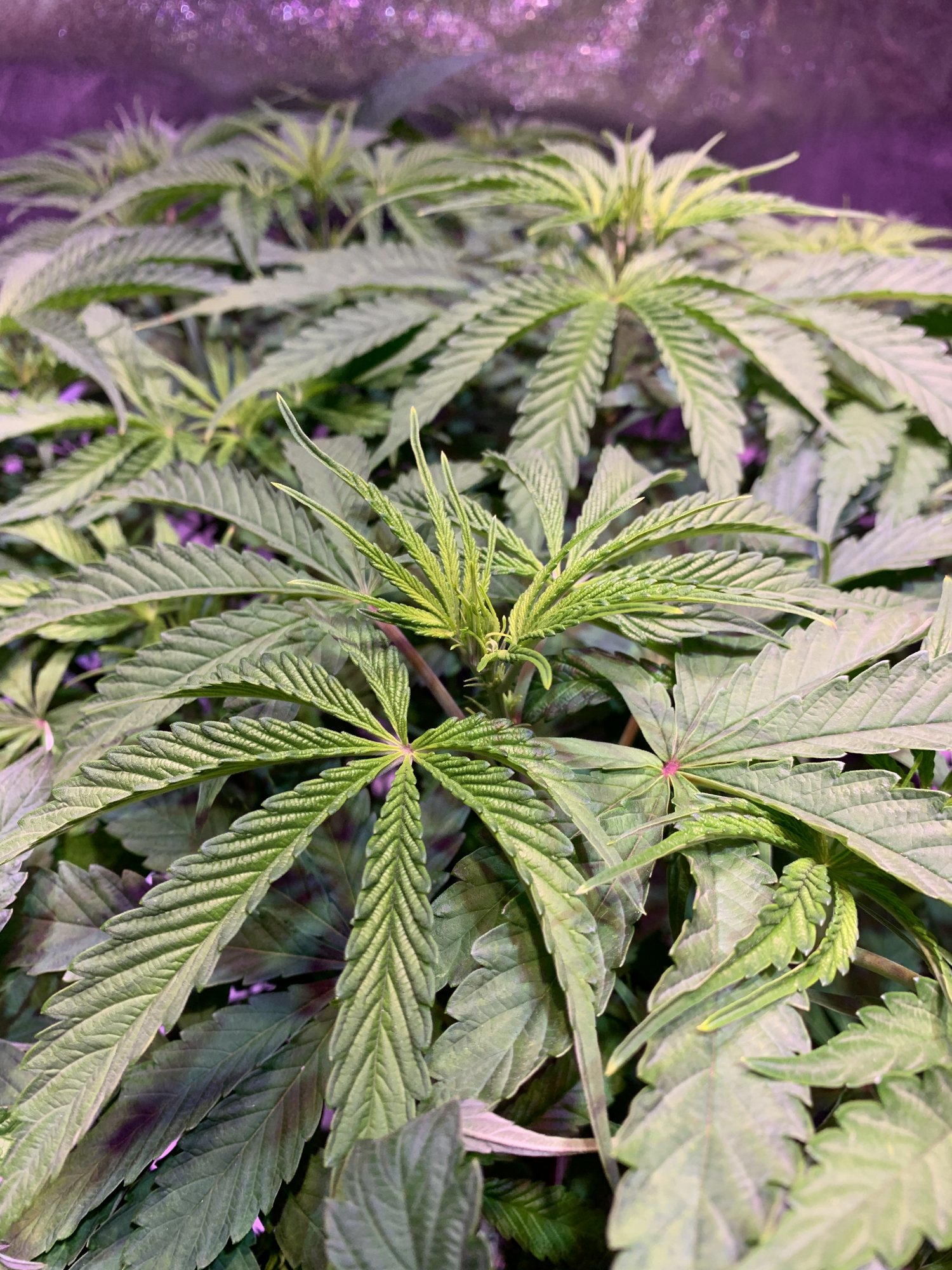 When to drop humidity for flower first grow 4