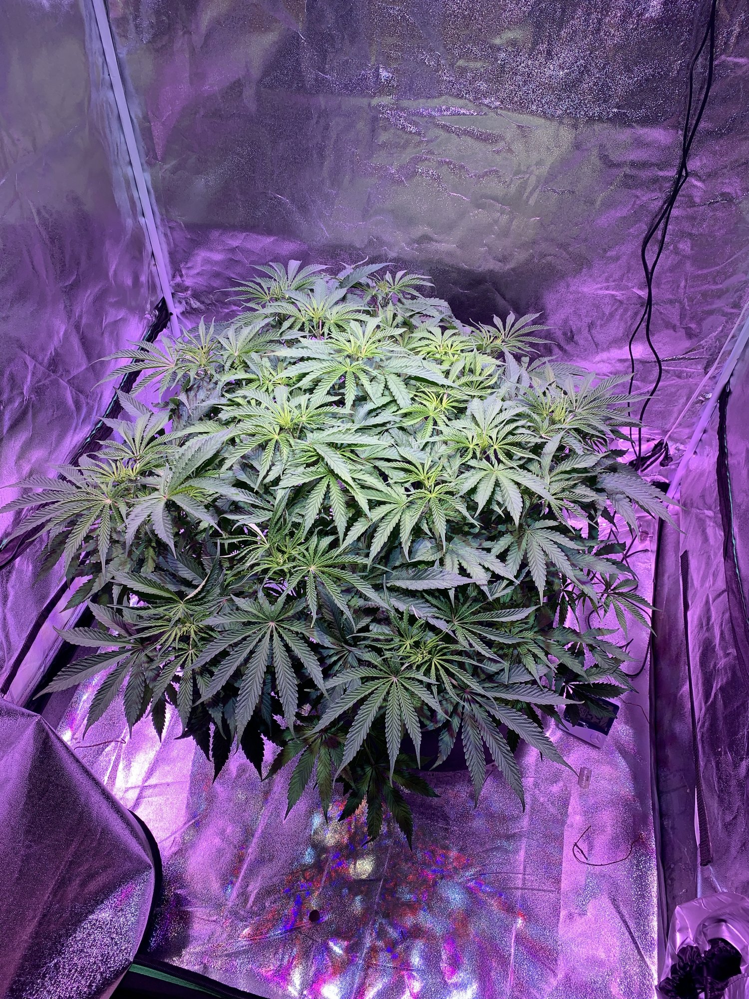 When to drop humidity for flower first grow