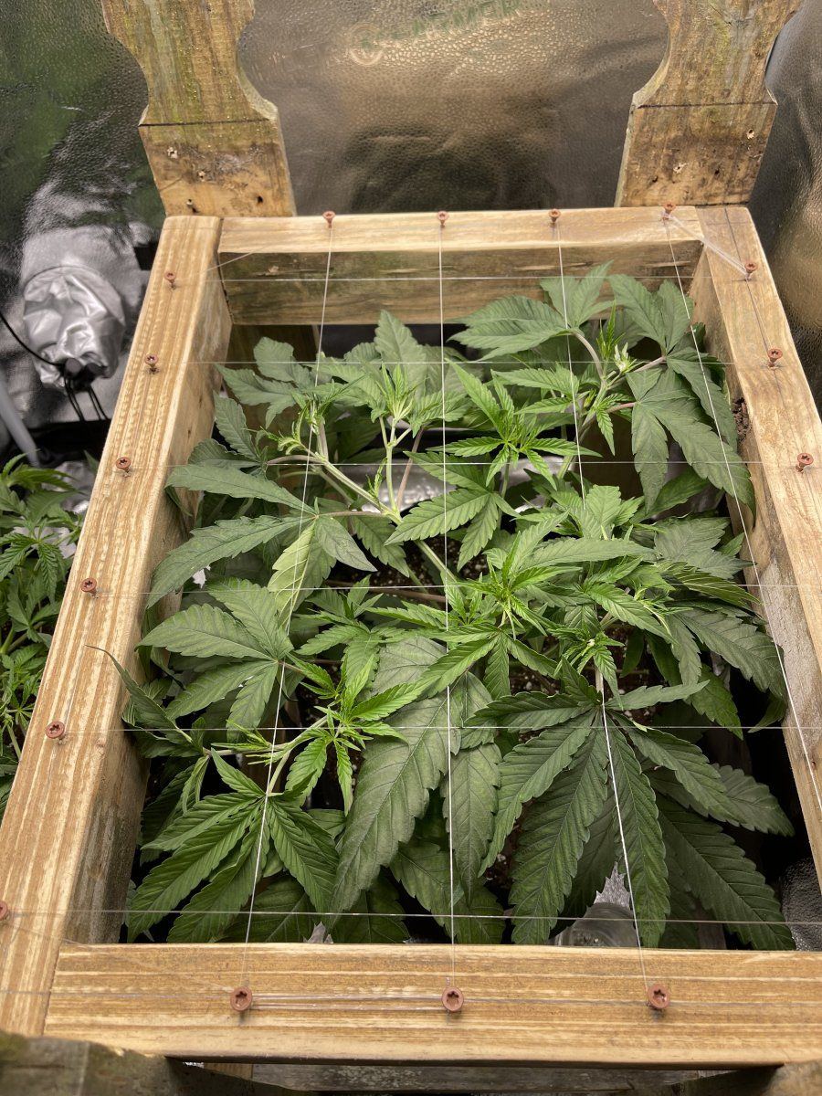 When to flip to scrog