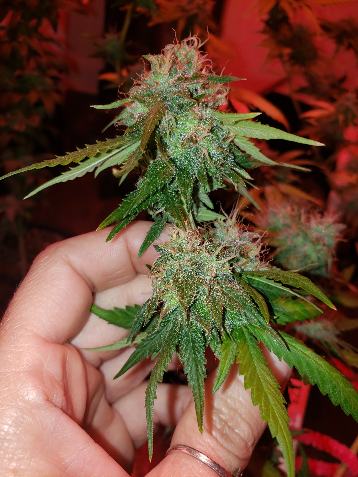 When to harvest 1st grow 2