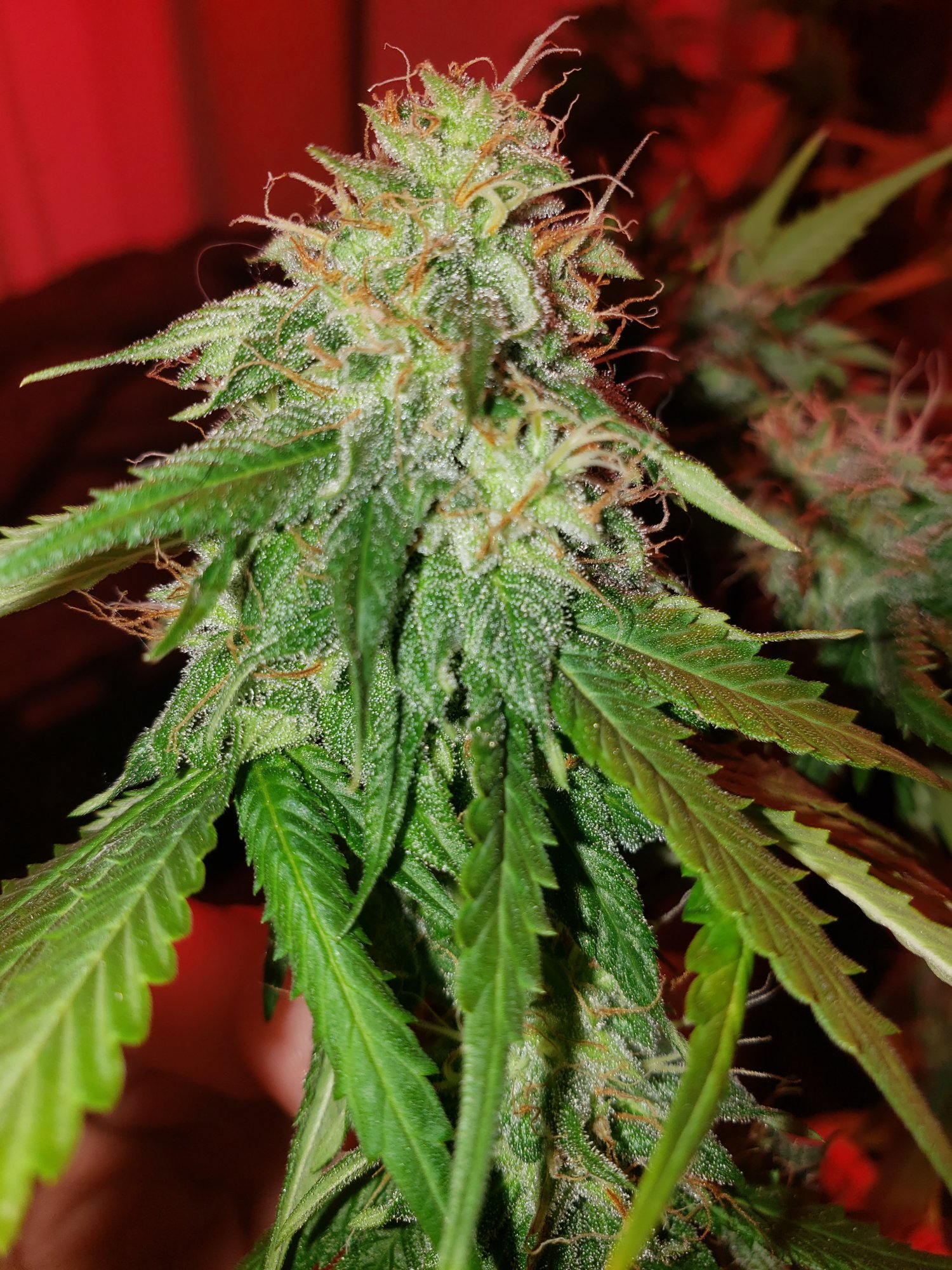 When to harvest 1st grow